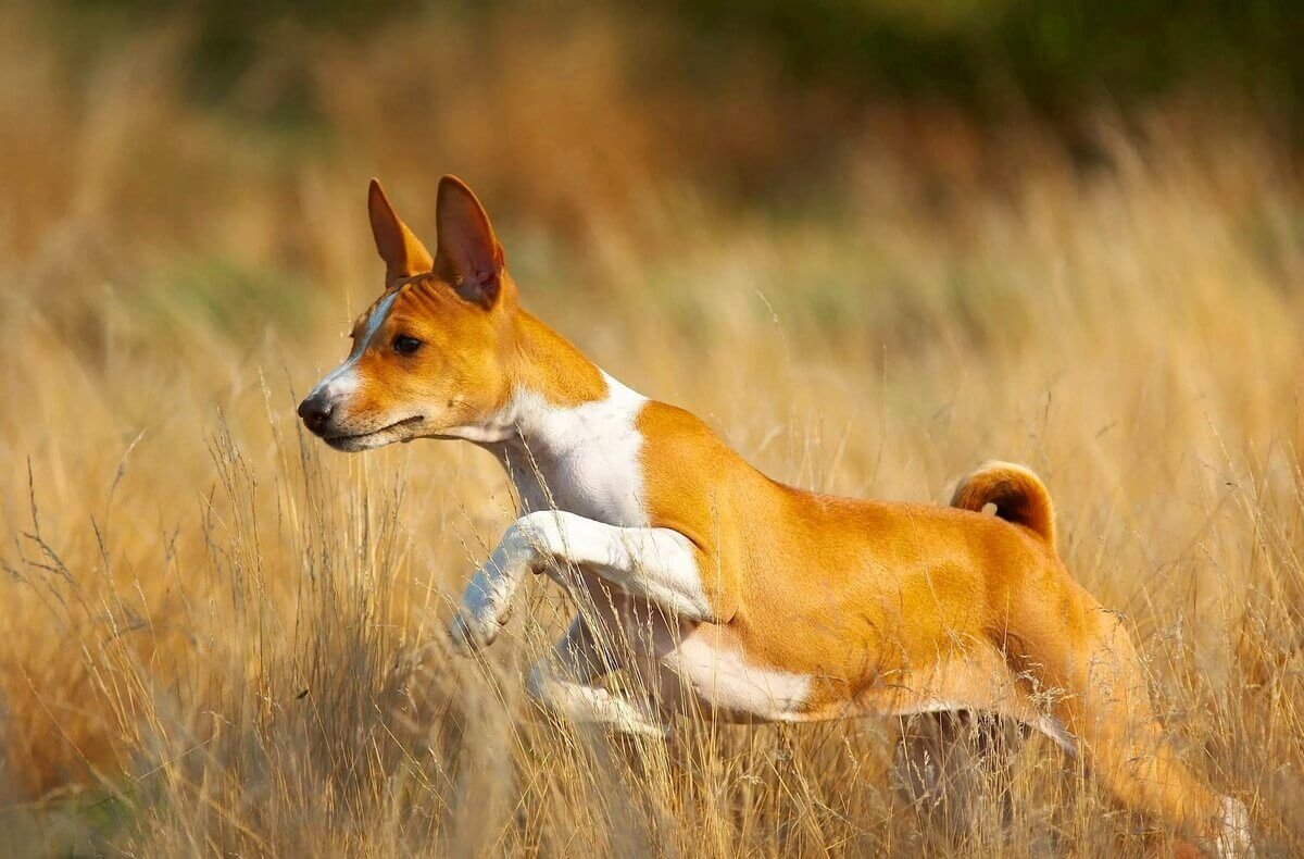 Южно Африканская собака басенджи (75 фото)