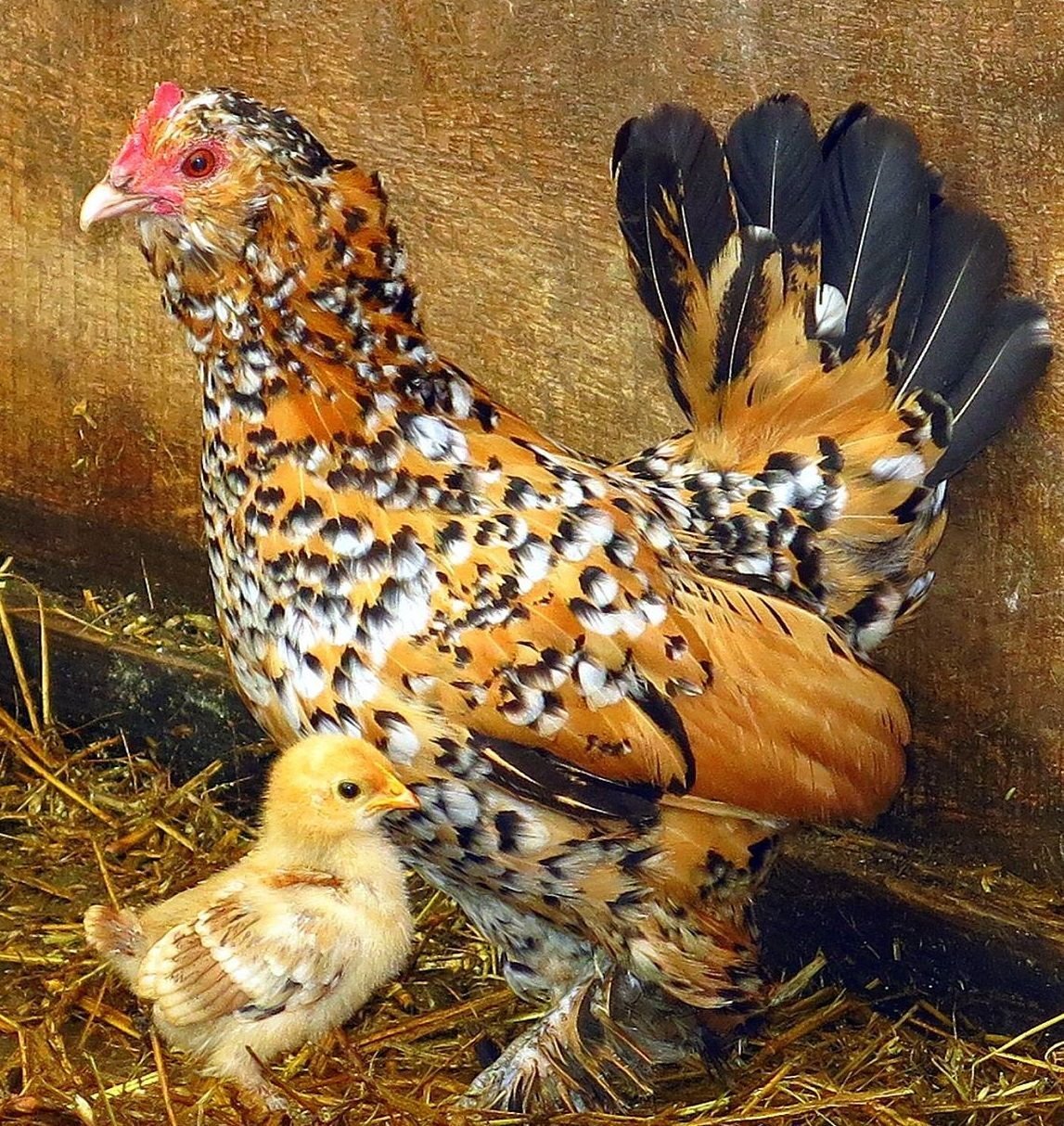 Курица бентамка ситцевая (68 фото)