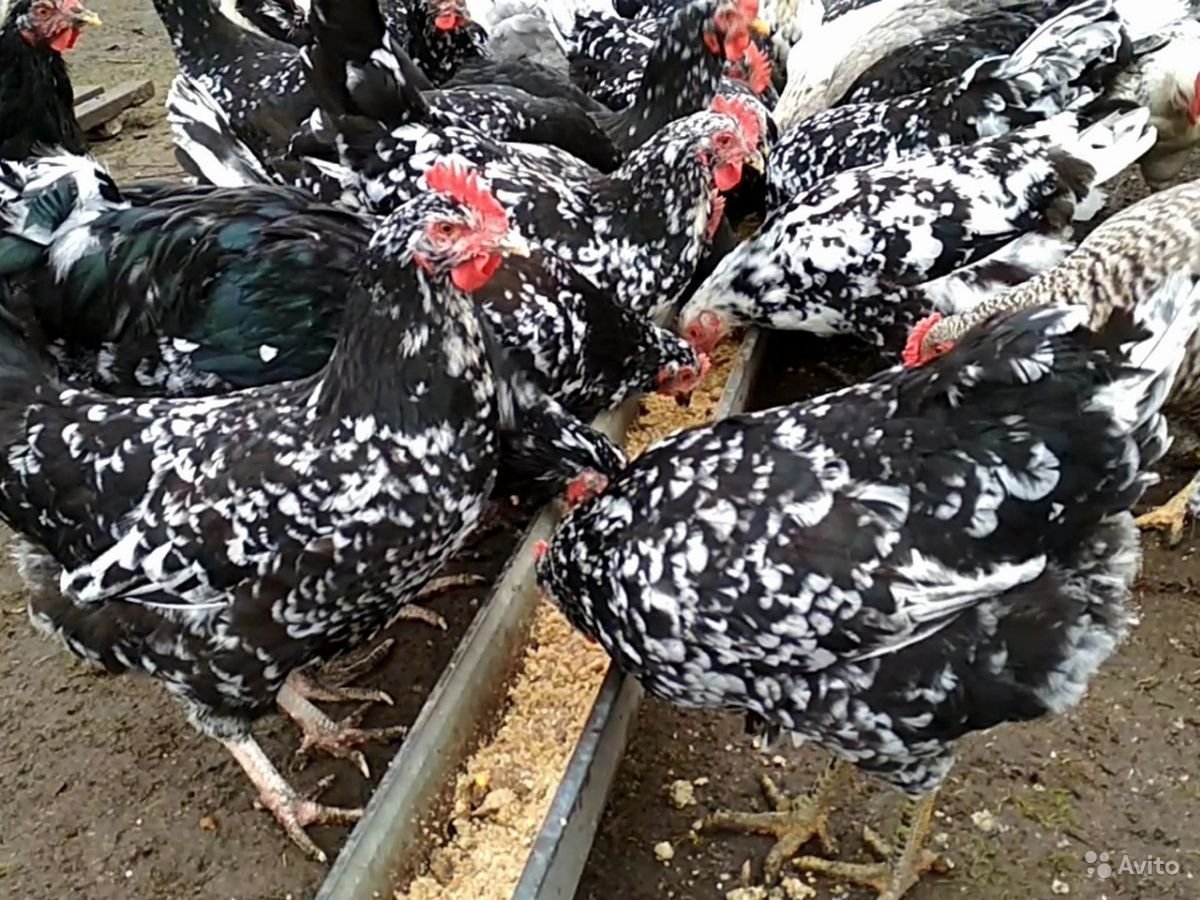 Ливенская черно пестрая порода кур (61 фото)
