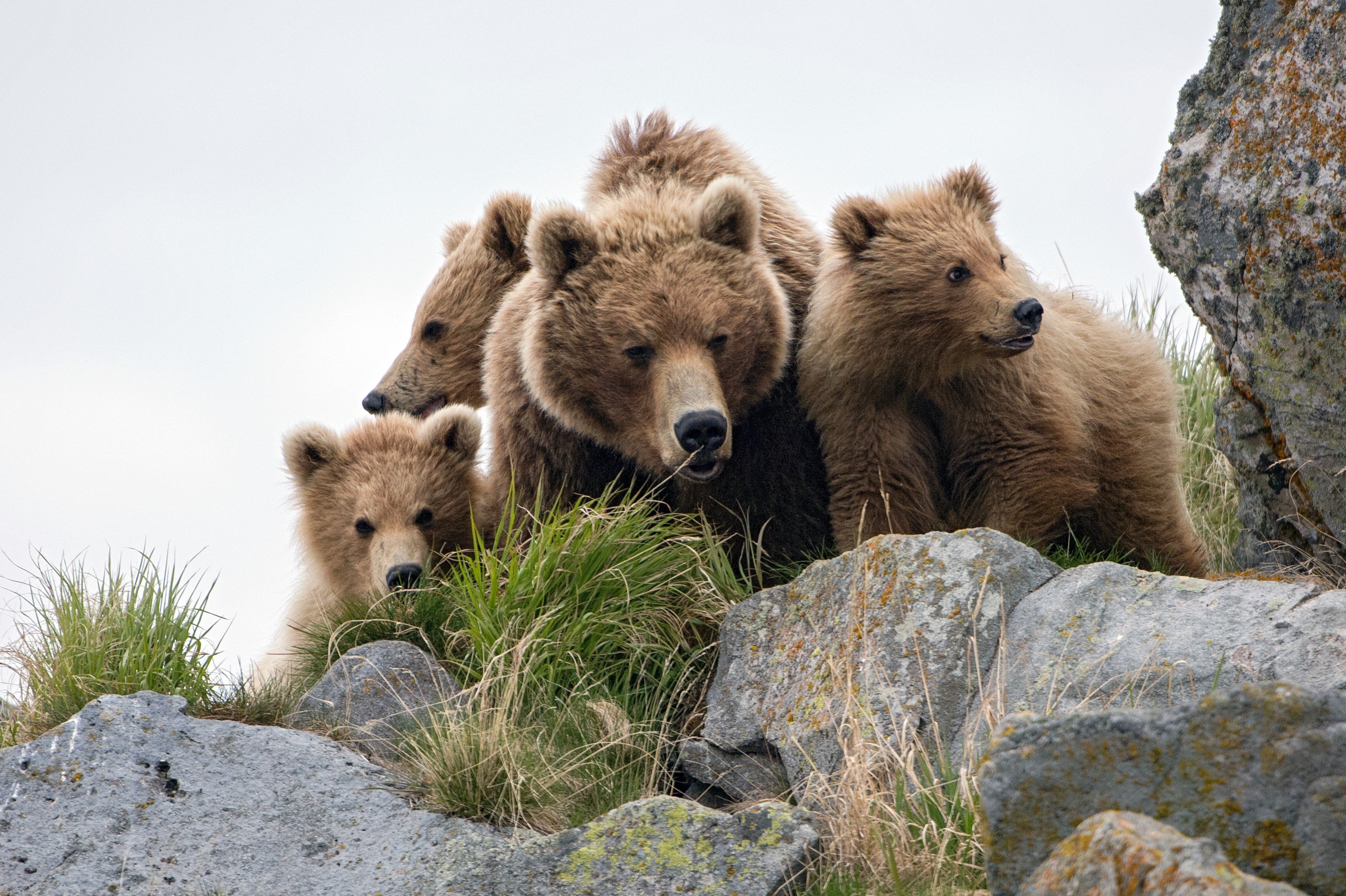 Countryside bears