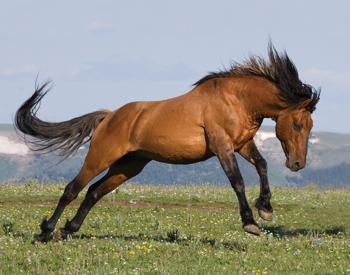 Крестьянская лошадь (65 фото)