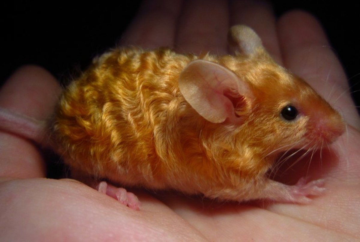Кудрявая сатиновая мышь (75 фото)