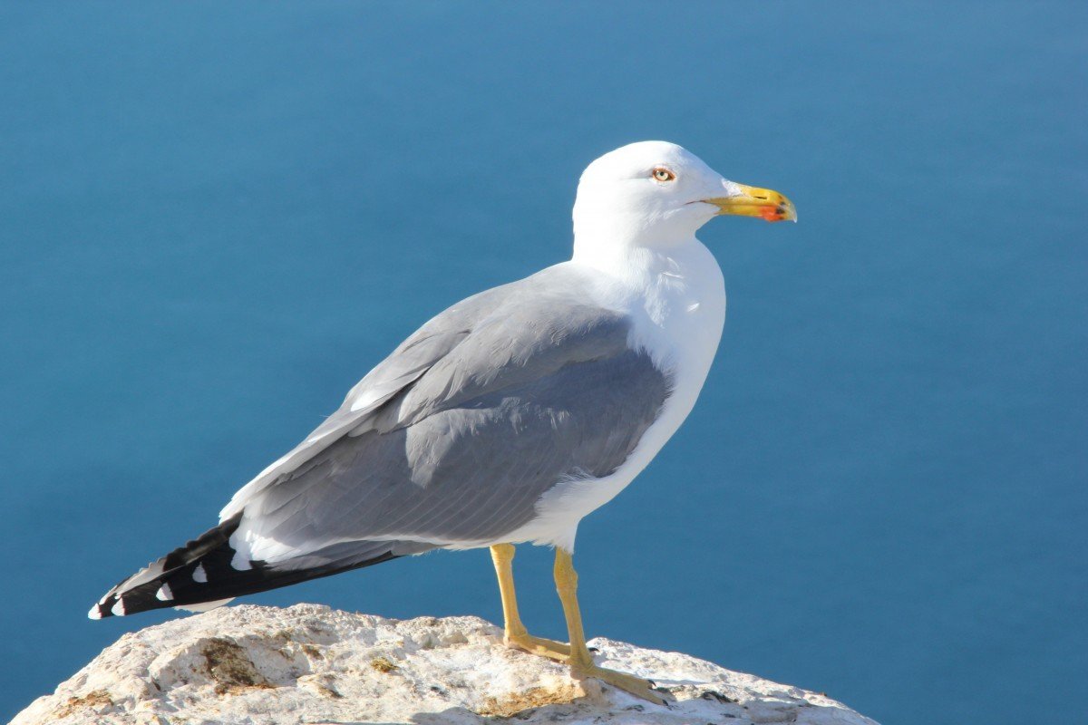 Баклан Черноморский птица белый (52 фото)