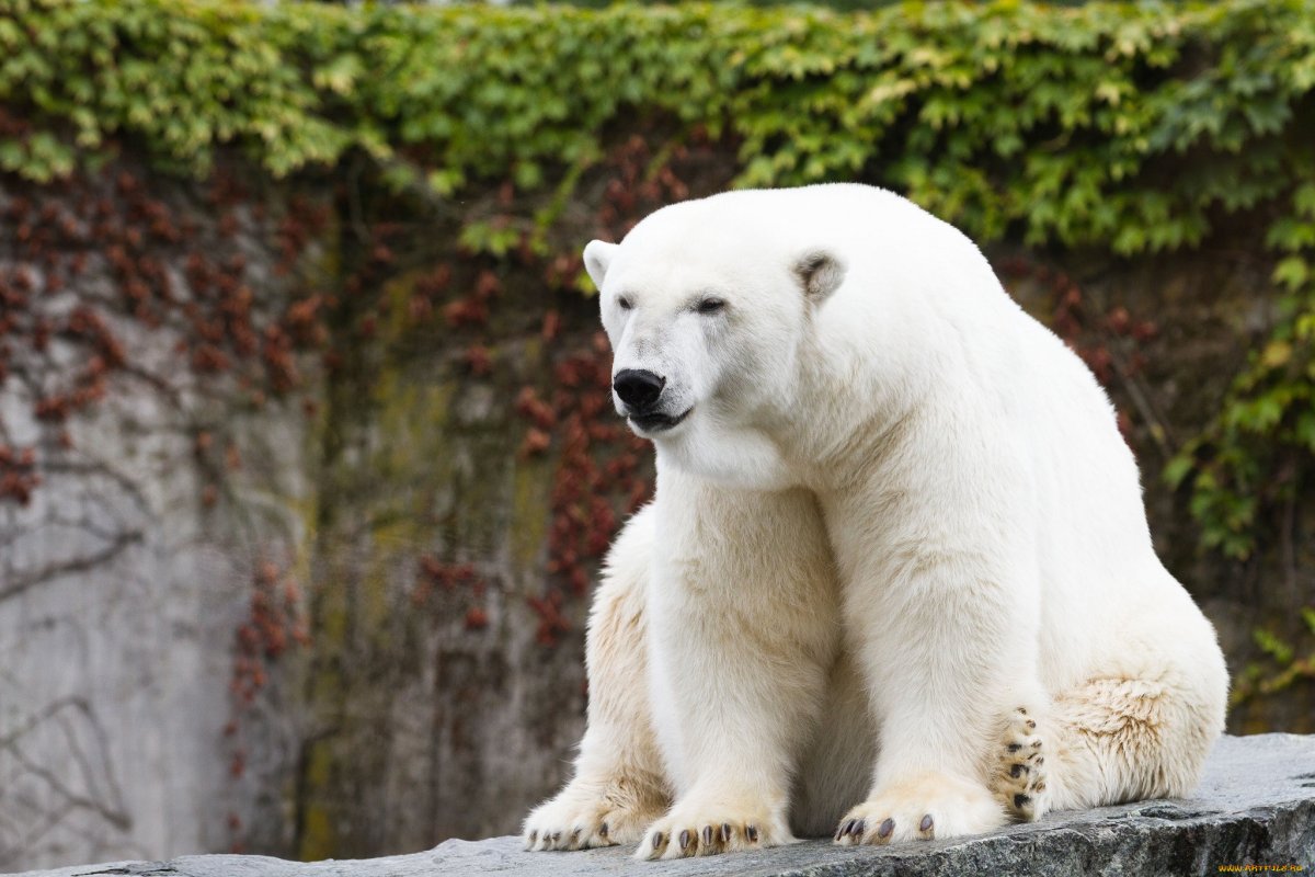 Огромный белый медведь (57 фото)