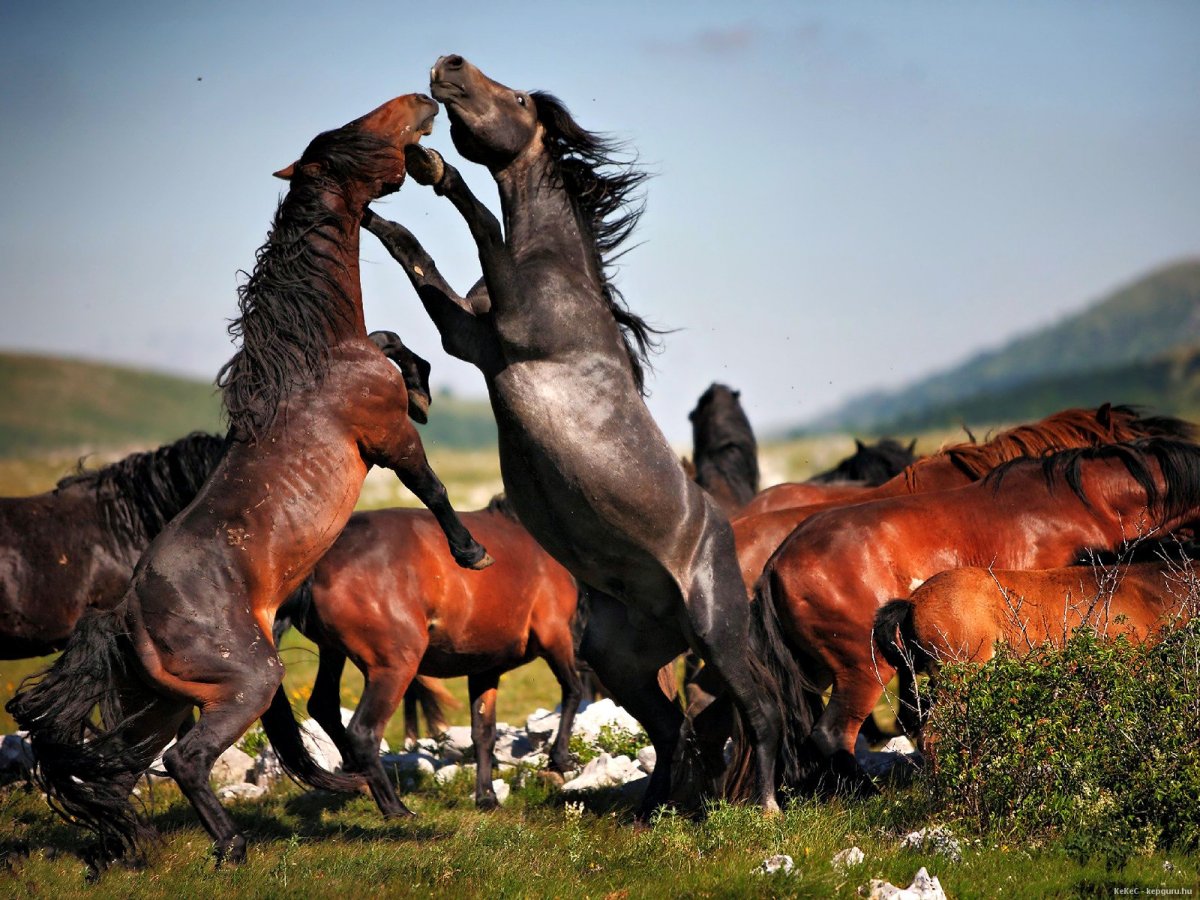 Тырдынский конь (45 фото)