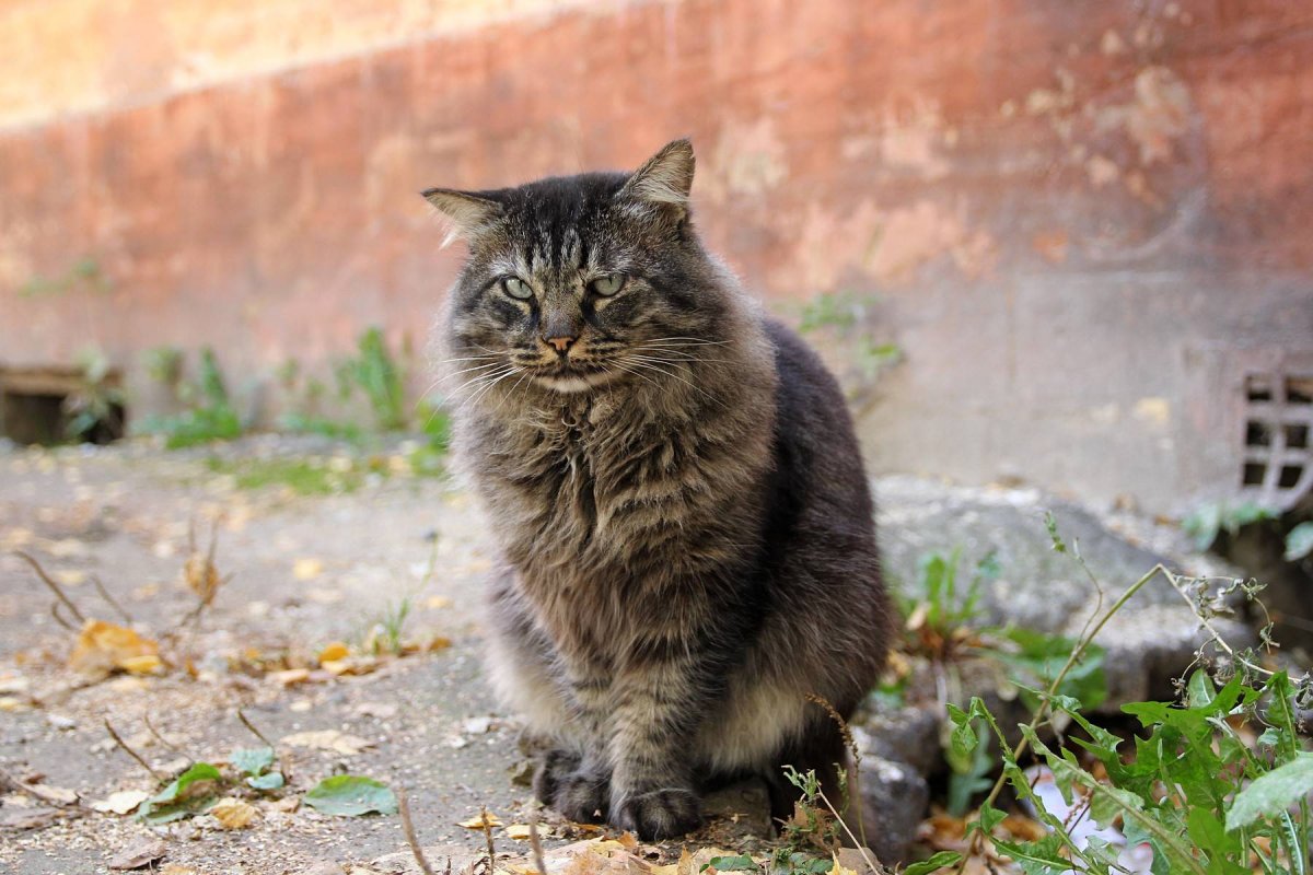 Обычный дворовый кот (64 фото)