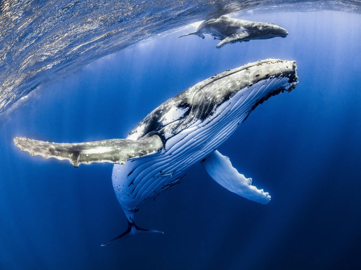 Синий кит сверху (59 фото)