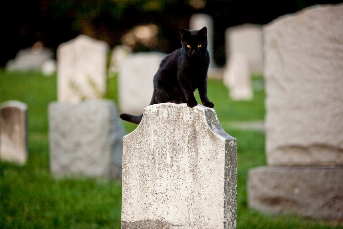 Черный кот на кладбище (56 фото)