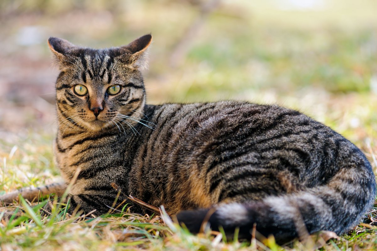 Табби порода кошек полосатая (62 фото)