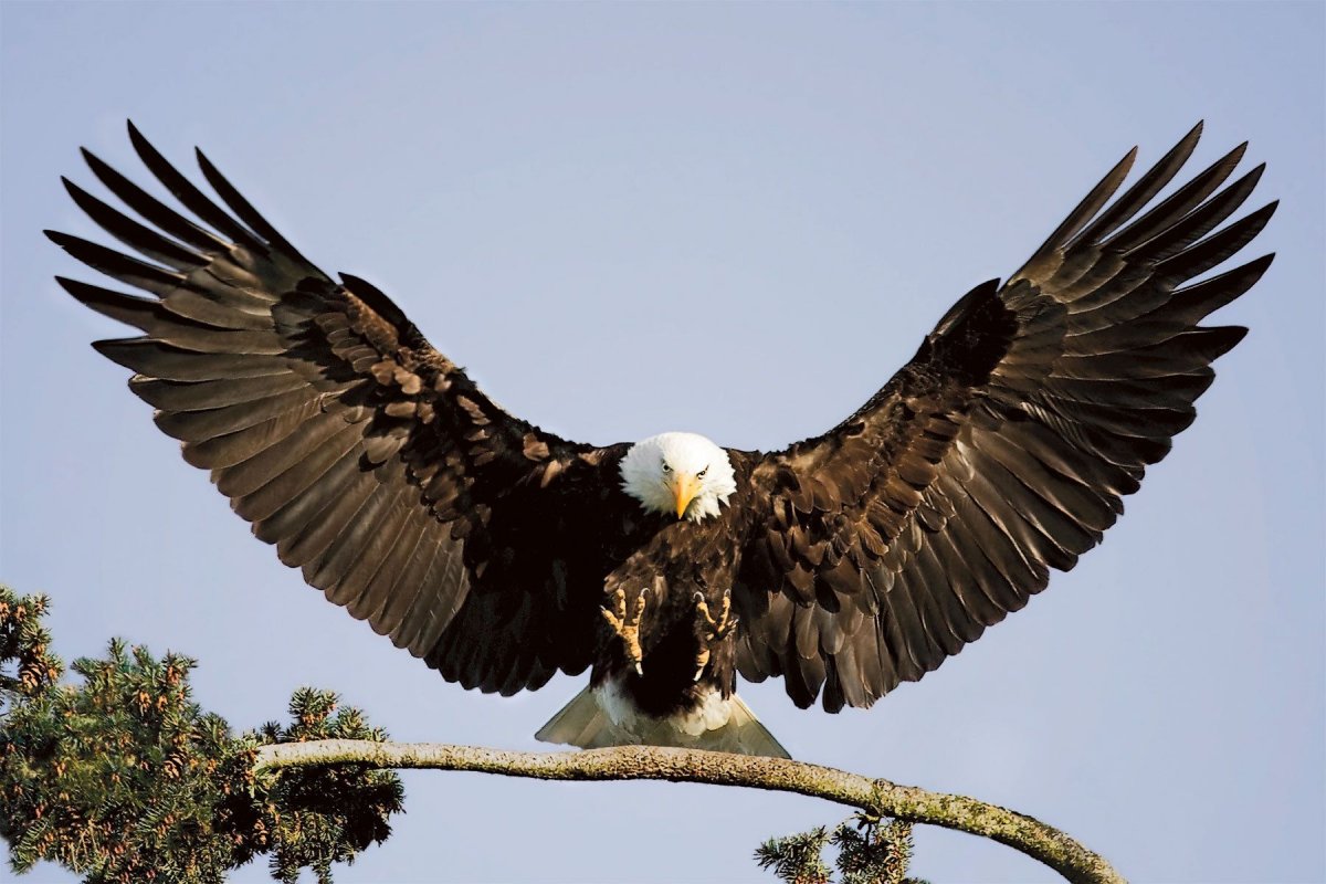 Орел с раскрытыми крыльями (56 фото)