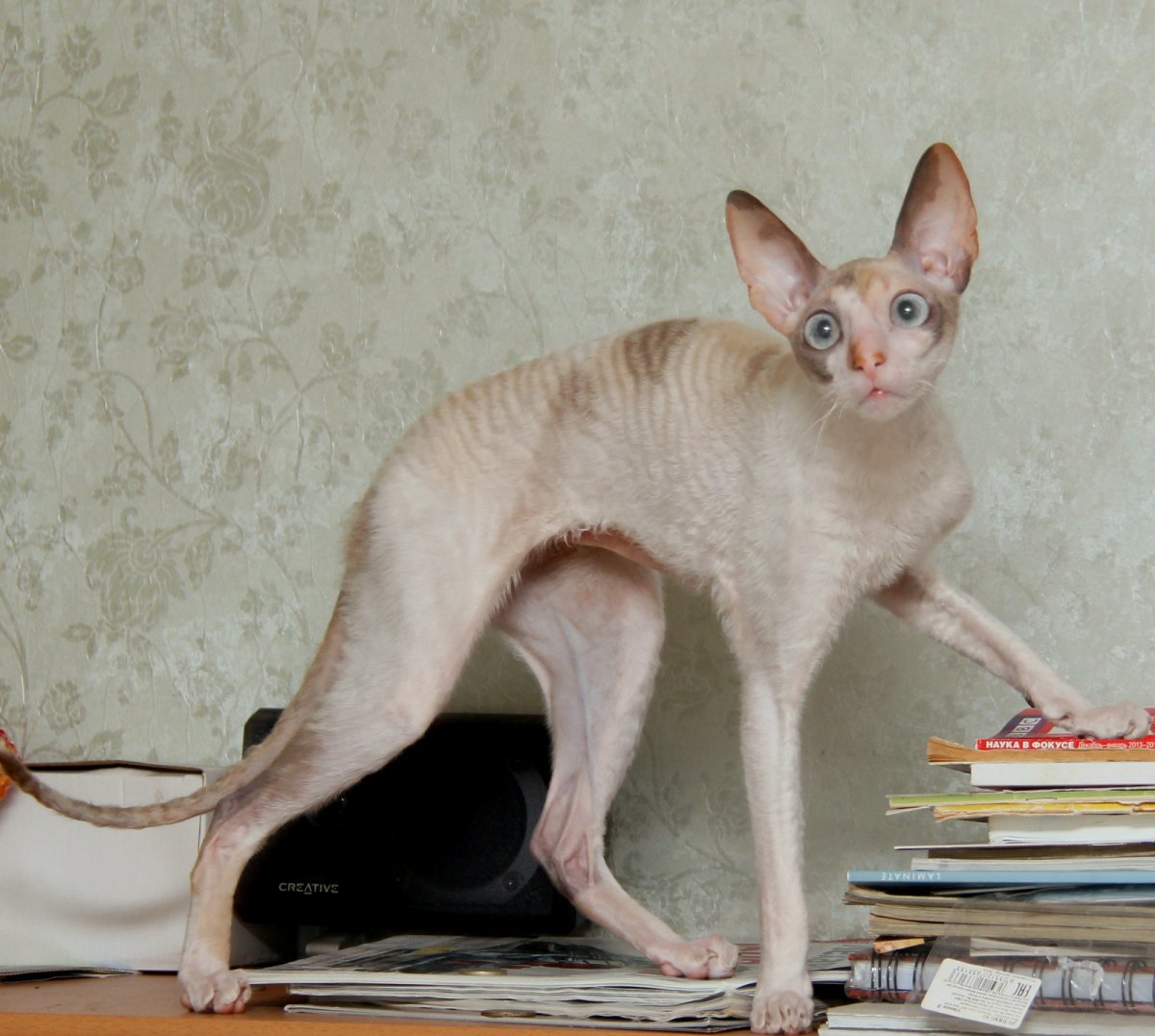 Гибрид сфинкса и обычной кошки (73 фото)