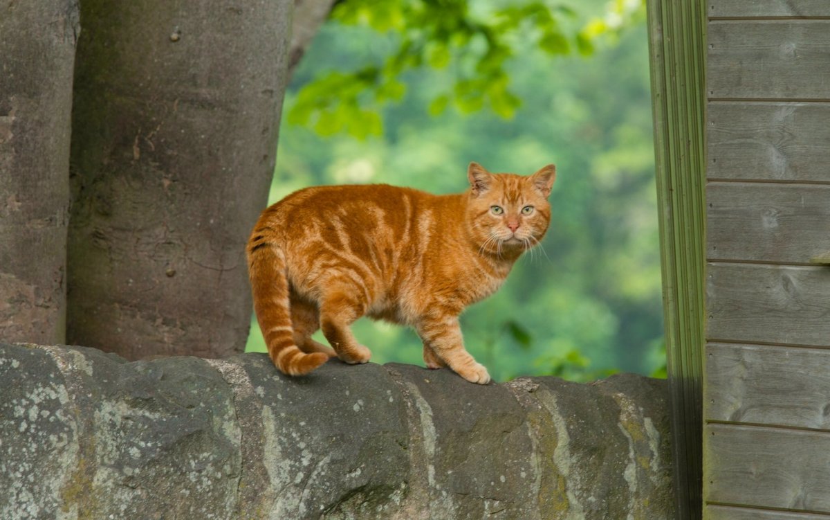 Рыжий кот сбоку (54 фото)