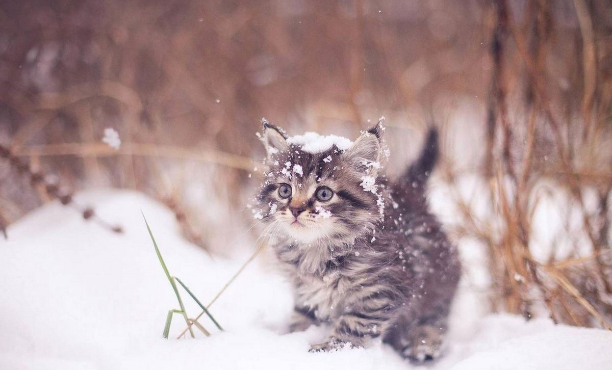 Котенок в снегу (63 фото)