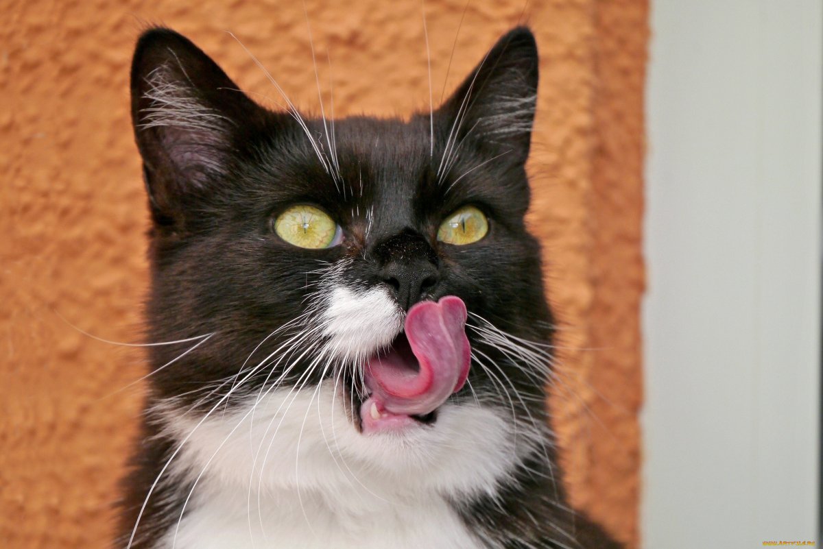 Смешной кот с языком (62 фото)