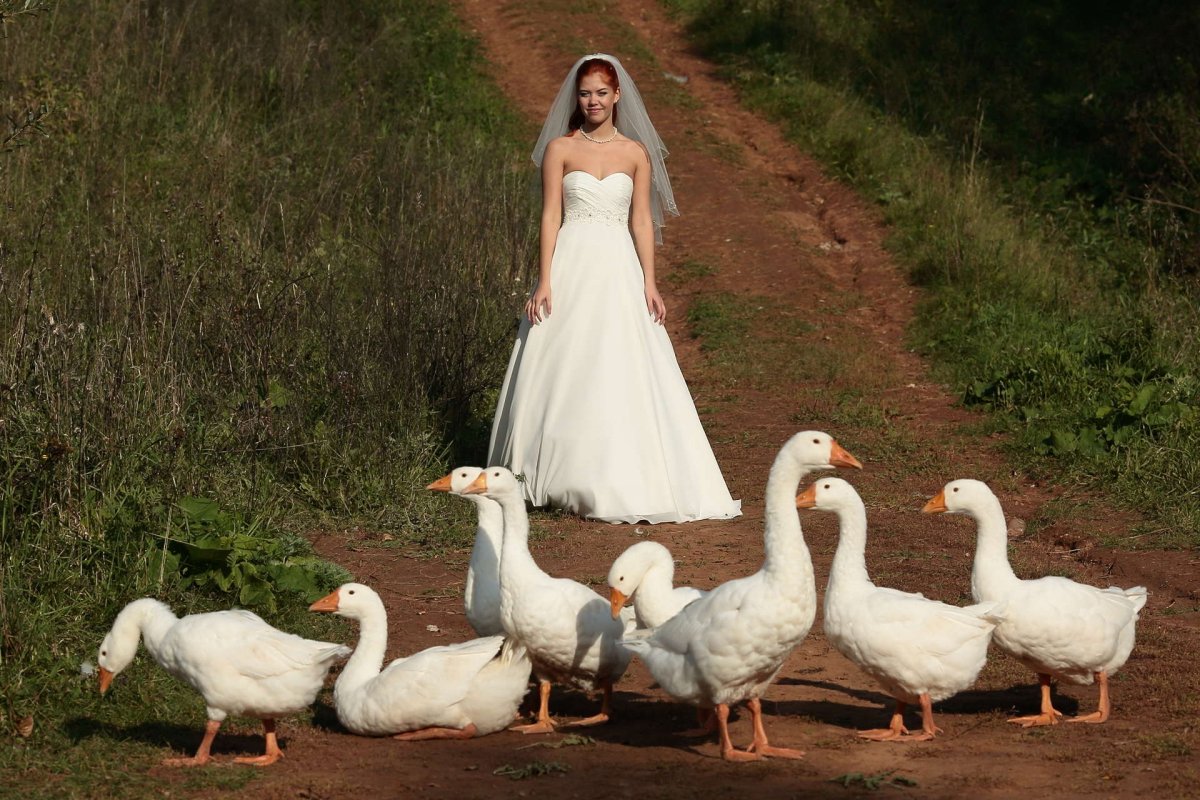 Свадебные гуси (45 фото)