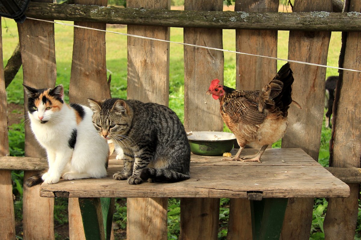 Коты во дворе (60 фото)