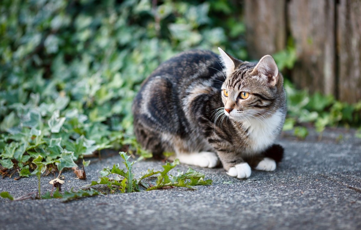 Дворовые кошки. Серая кошка в траве. Котенок в траве. Котенок во дворе. Кошка во дворе частного дома