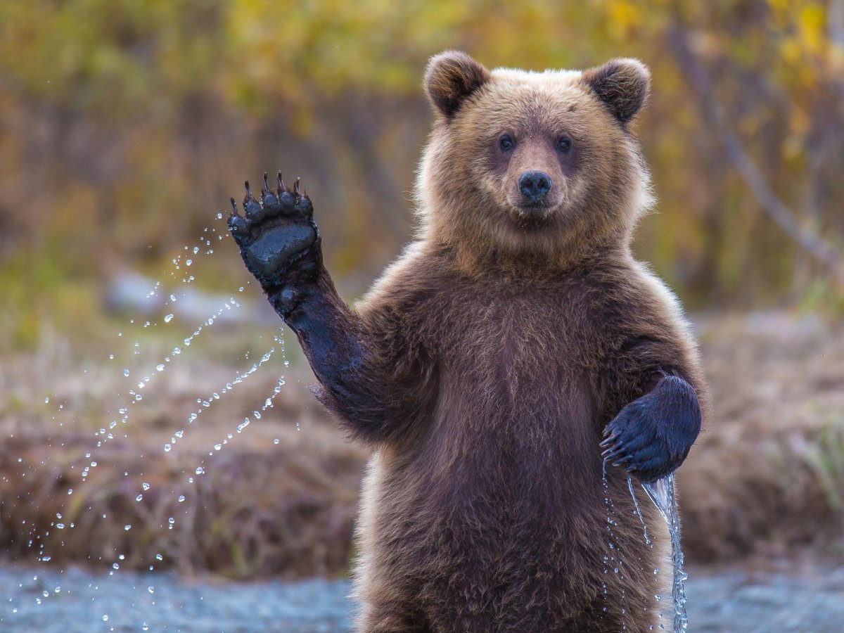 Медведь с поднятой лапой (67 фото)