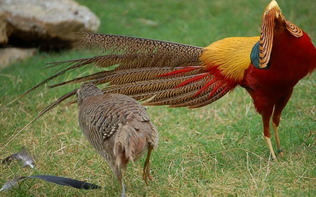Хвост фазана (57 фото)