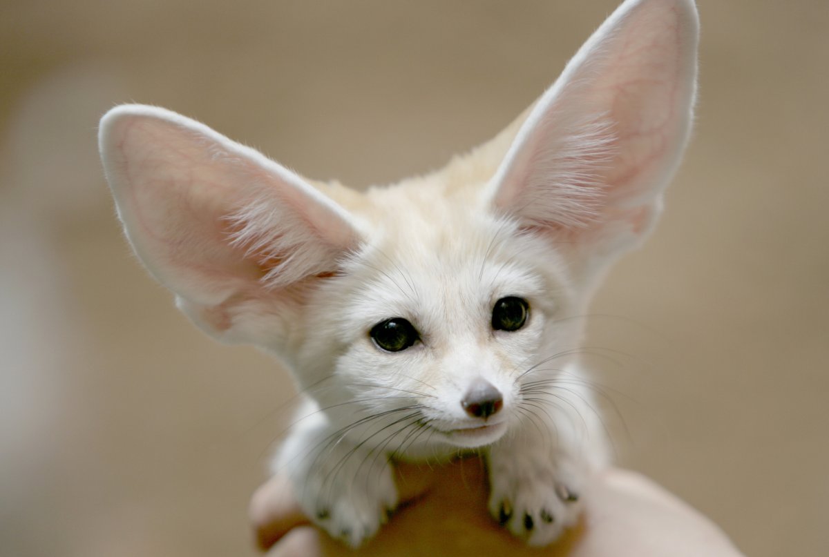 Порода маленькой собачки с большими ушами (73 фото)