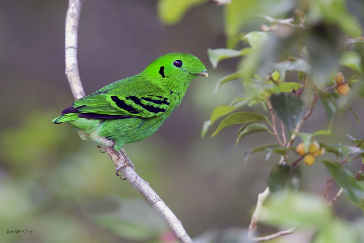 Птичка зеленого цвета (68 фото)