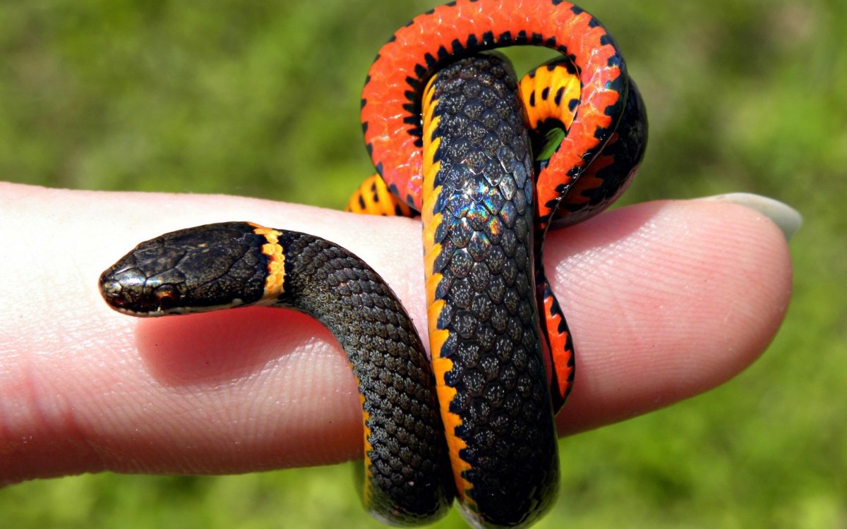 Змея уж маленькая (64 фото)