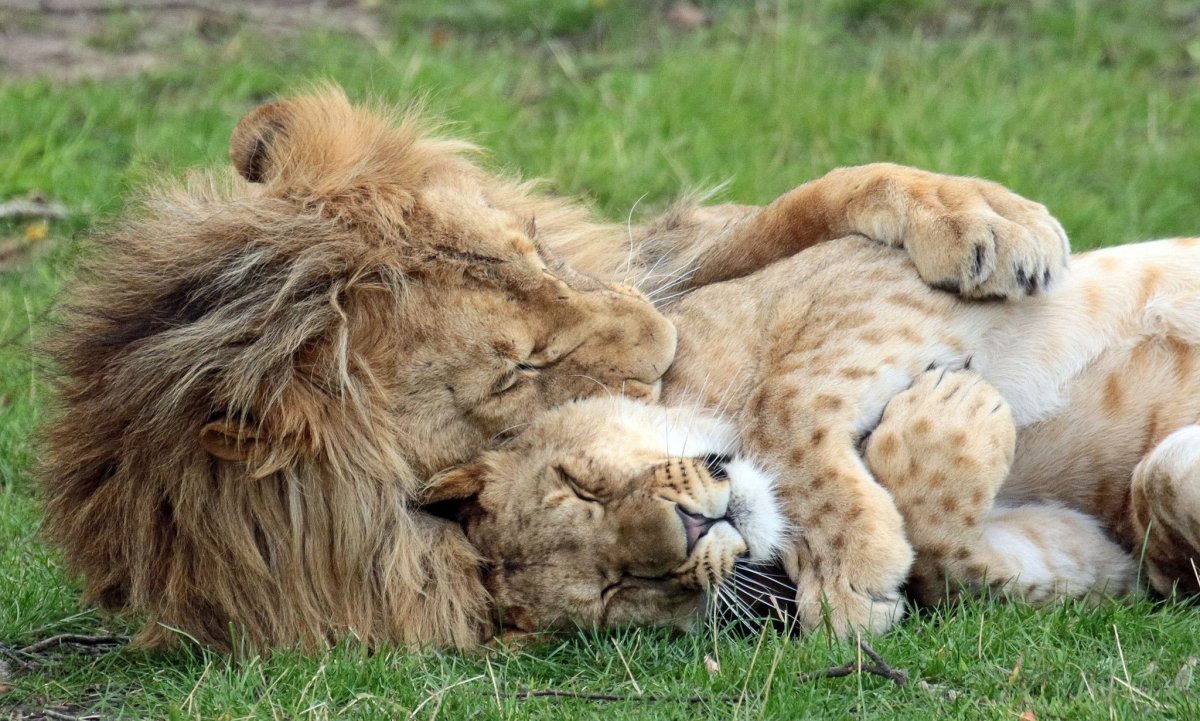 Лев и кошка вместе (66 фото)