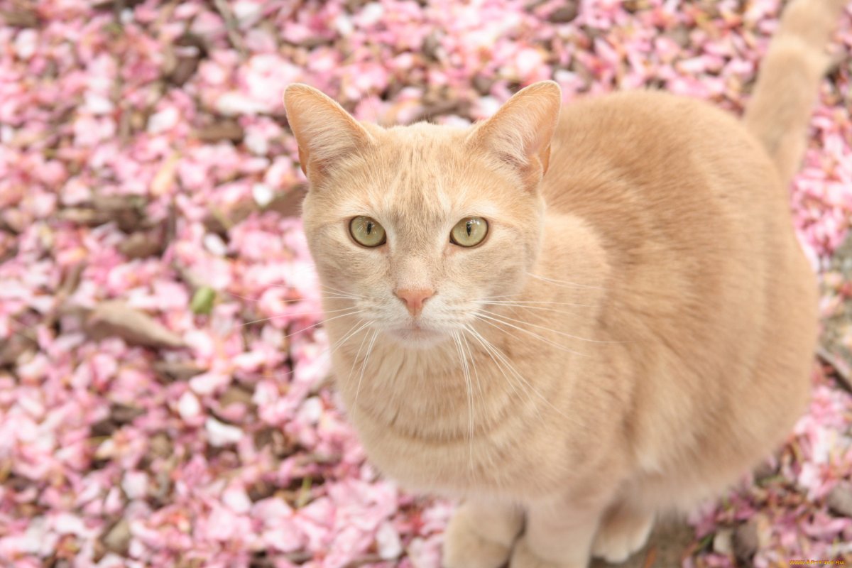 Розовые кошки порода (72 фото)