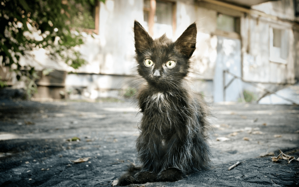Облезлый черный кот (57 фото)