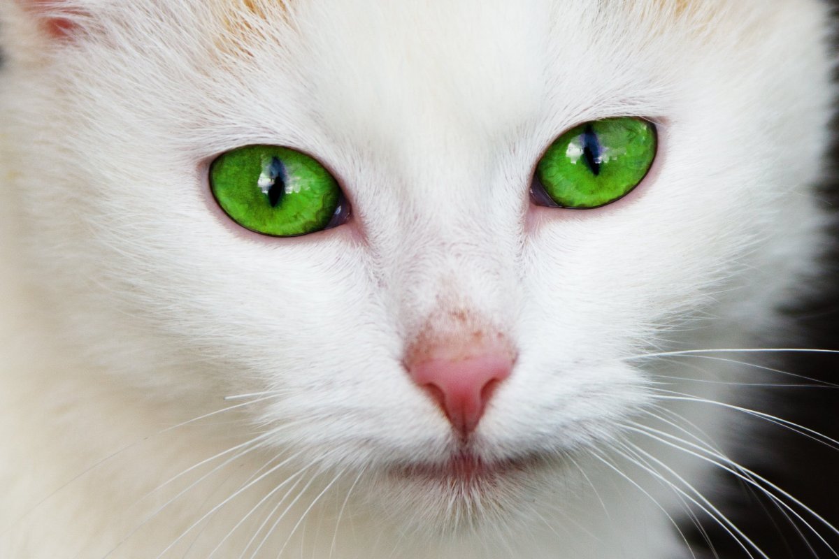 Кот с изумрудными глазами (62 фото)
