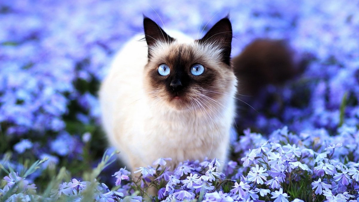 Расцветки сиамских кошек (65 фото)