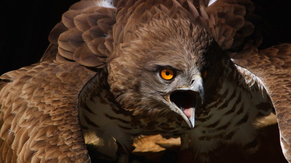 Страшный Орел (58 фото)