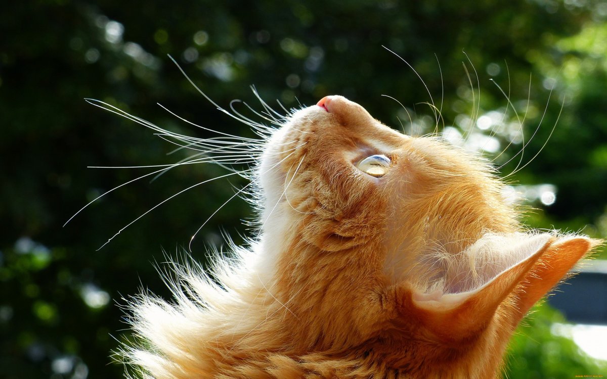 Кошка на солнышке (61 фото)