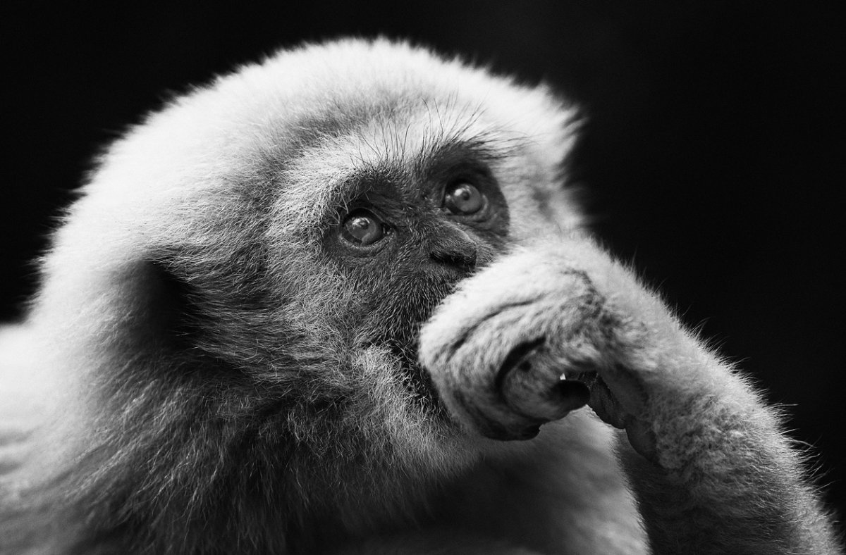 Чёрно белые обезьянки (42 фото)