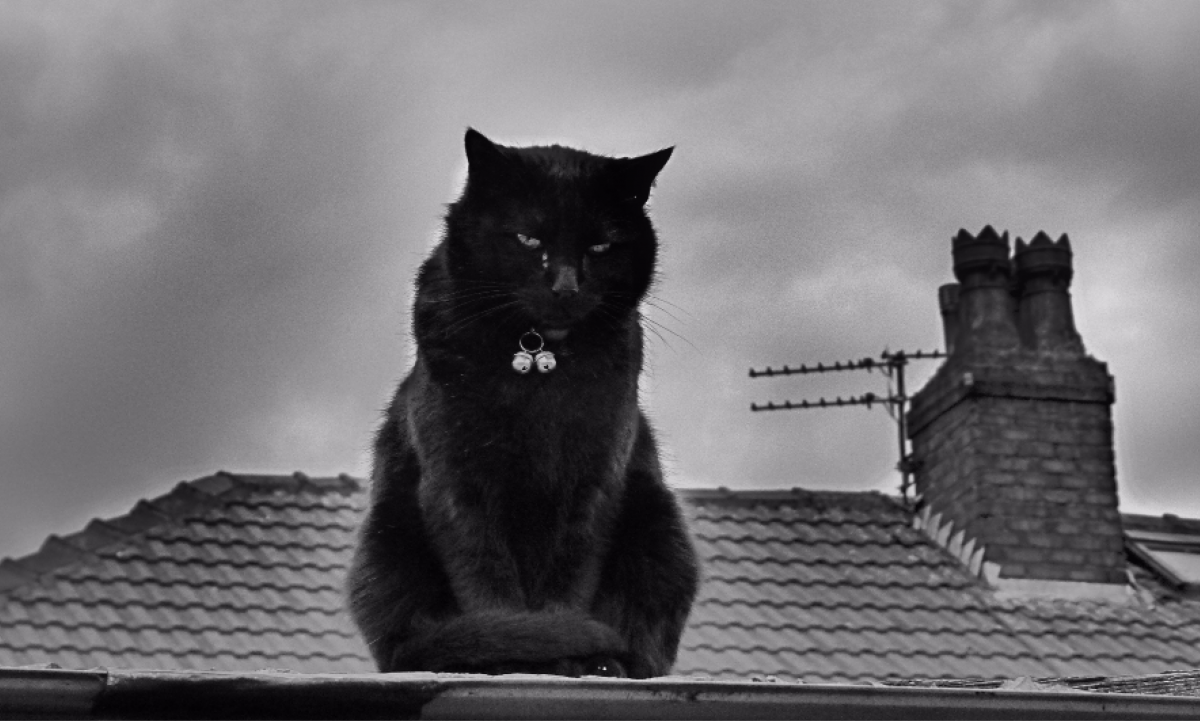 Черный кот на крыше (55 фото)