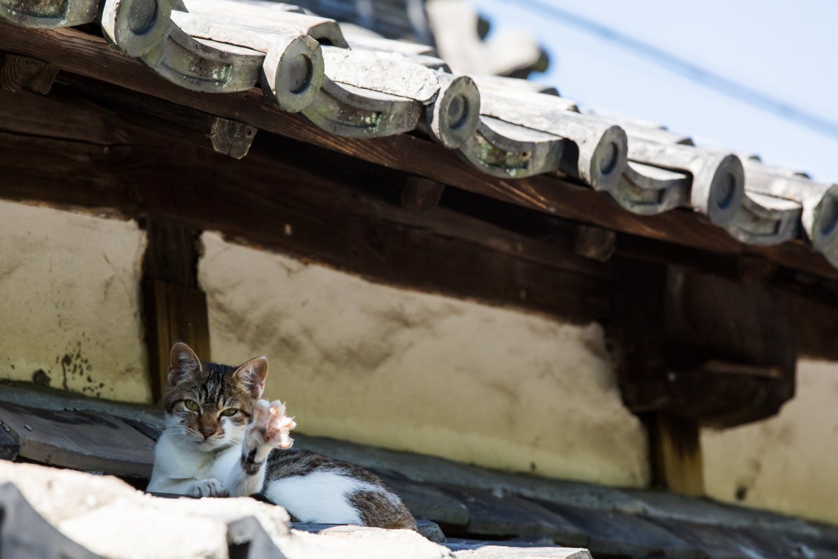 Котики на крыше. Кот на кровле. Рыжий кот на крыше. Кот под крышей.