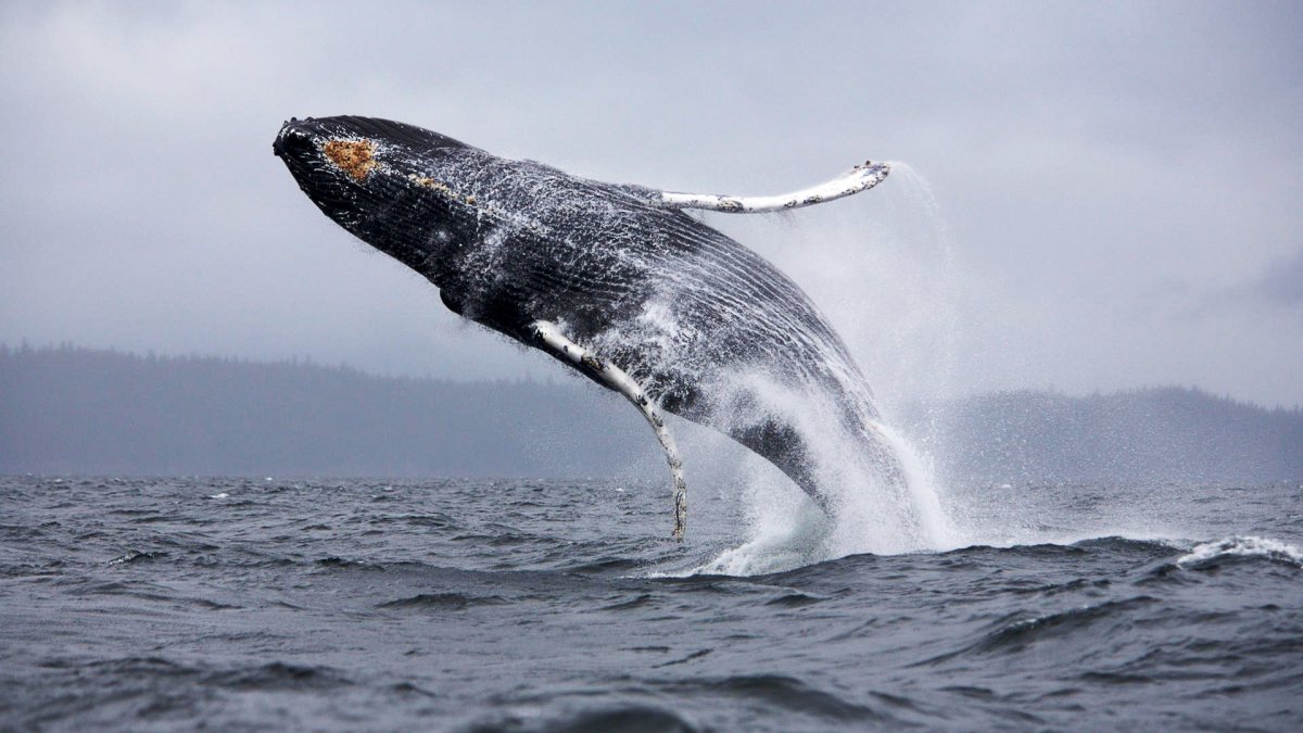Синий кит обои (57 фото)