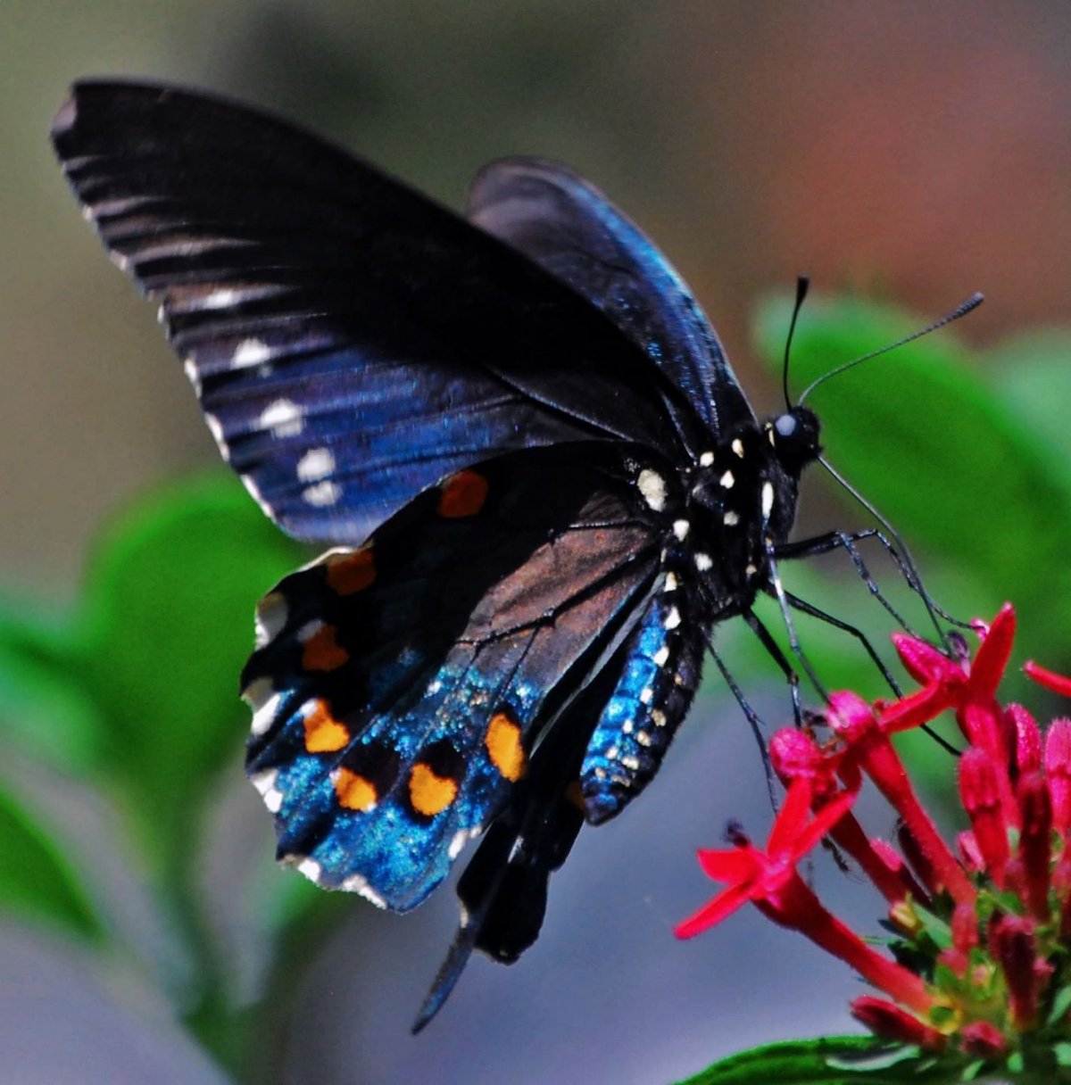 Бабочка синяя с черным (53 фото)