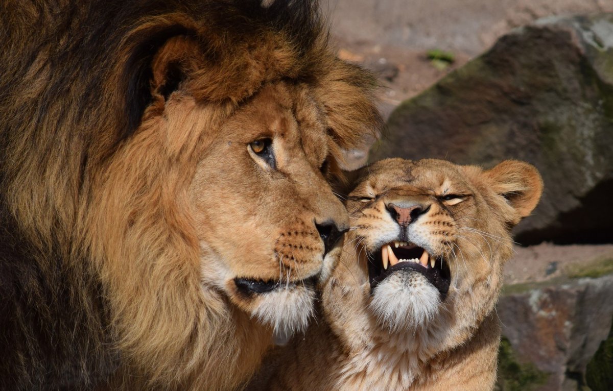 Лев со своей львицей (62 фото)