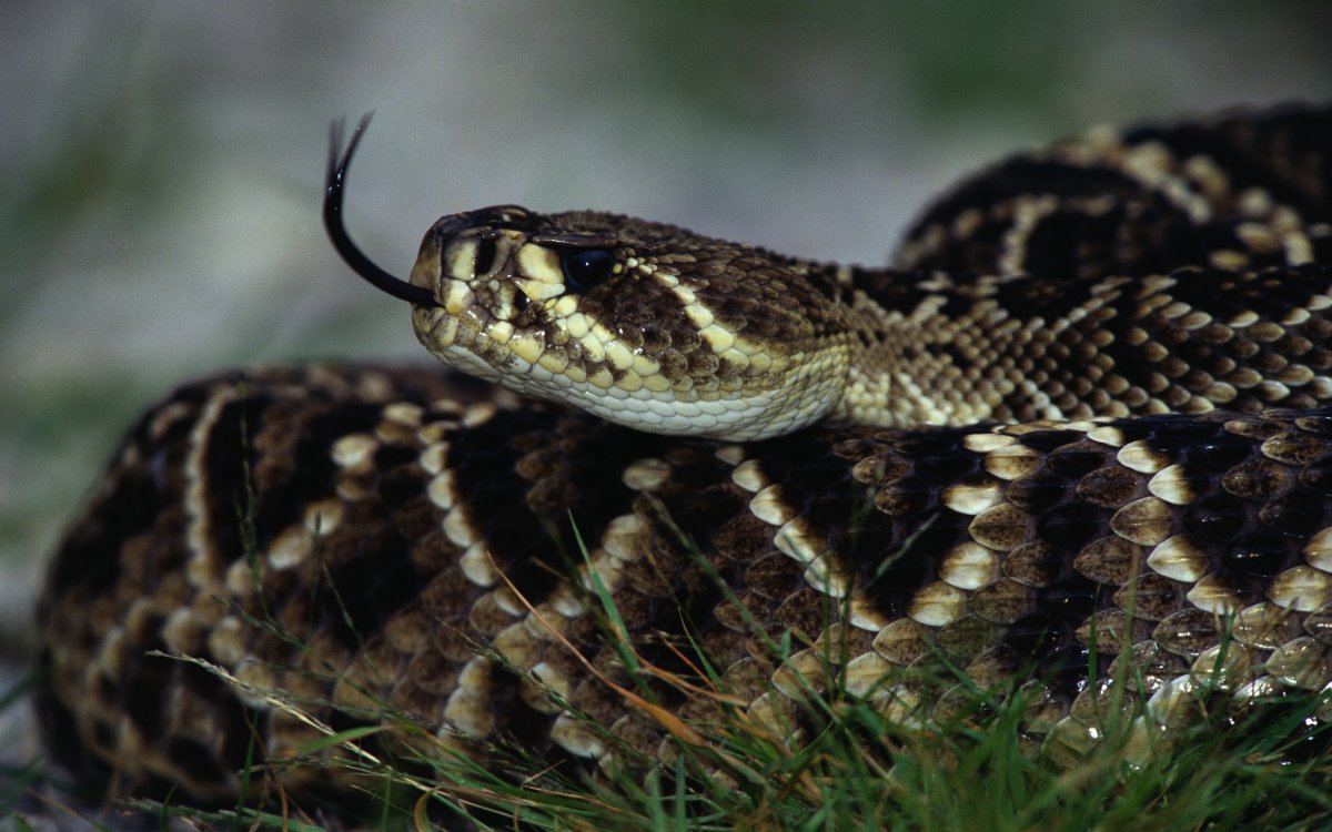 Ядовитые змеи Испании (60 фото)
