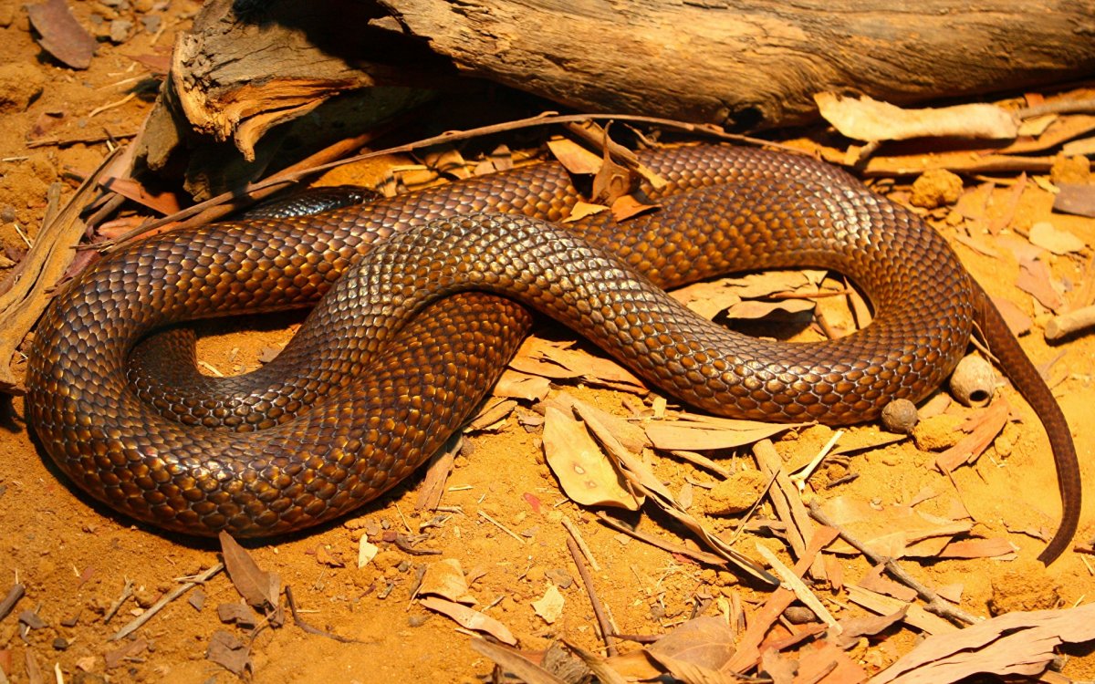 Западная коричневая змея (69 фото)