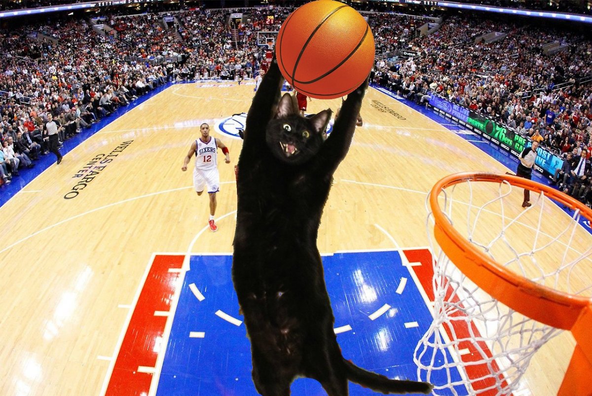 Кот баскетболист (64 фото)