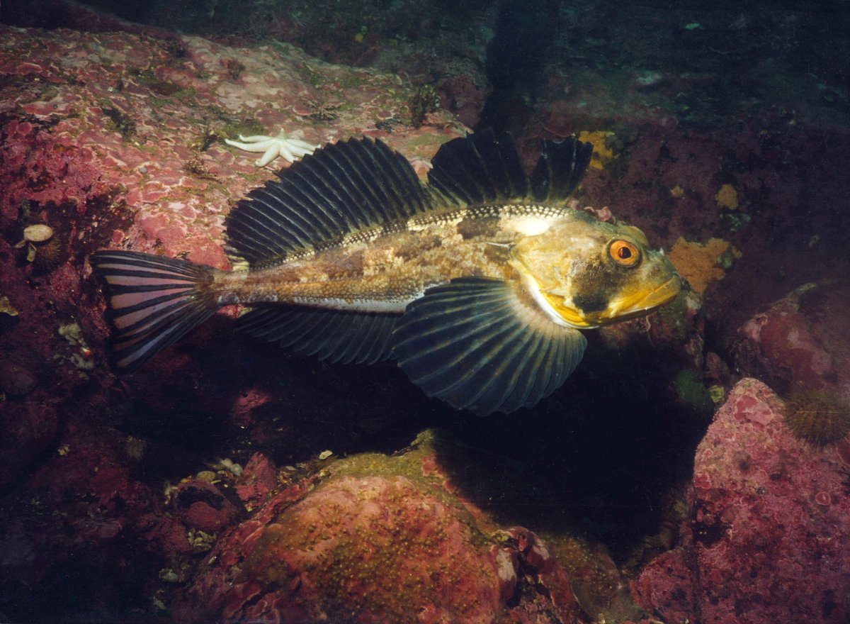 Камчатский бычок рыба (74 фото)