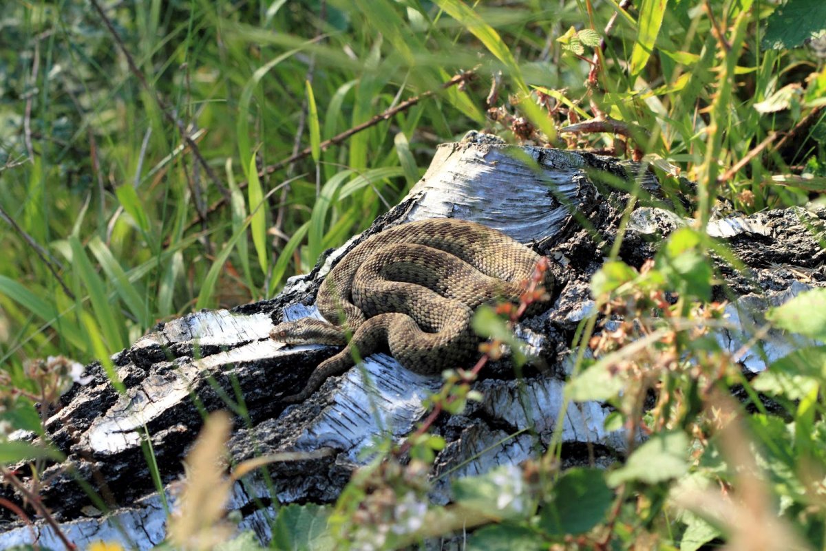 Змеи в болоте (59 фото)
