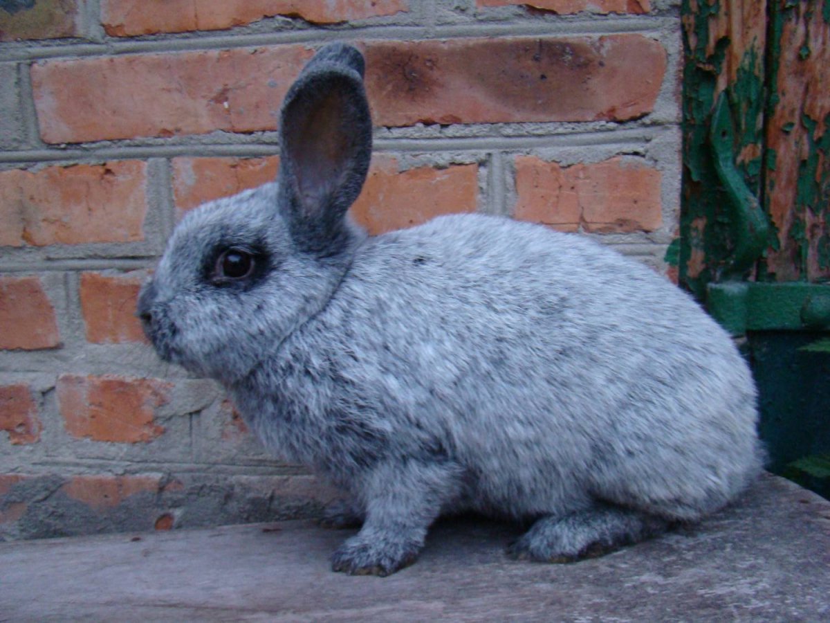 Русское серебро кролики (53 фото)