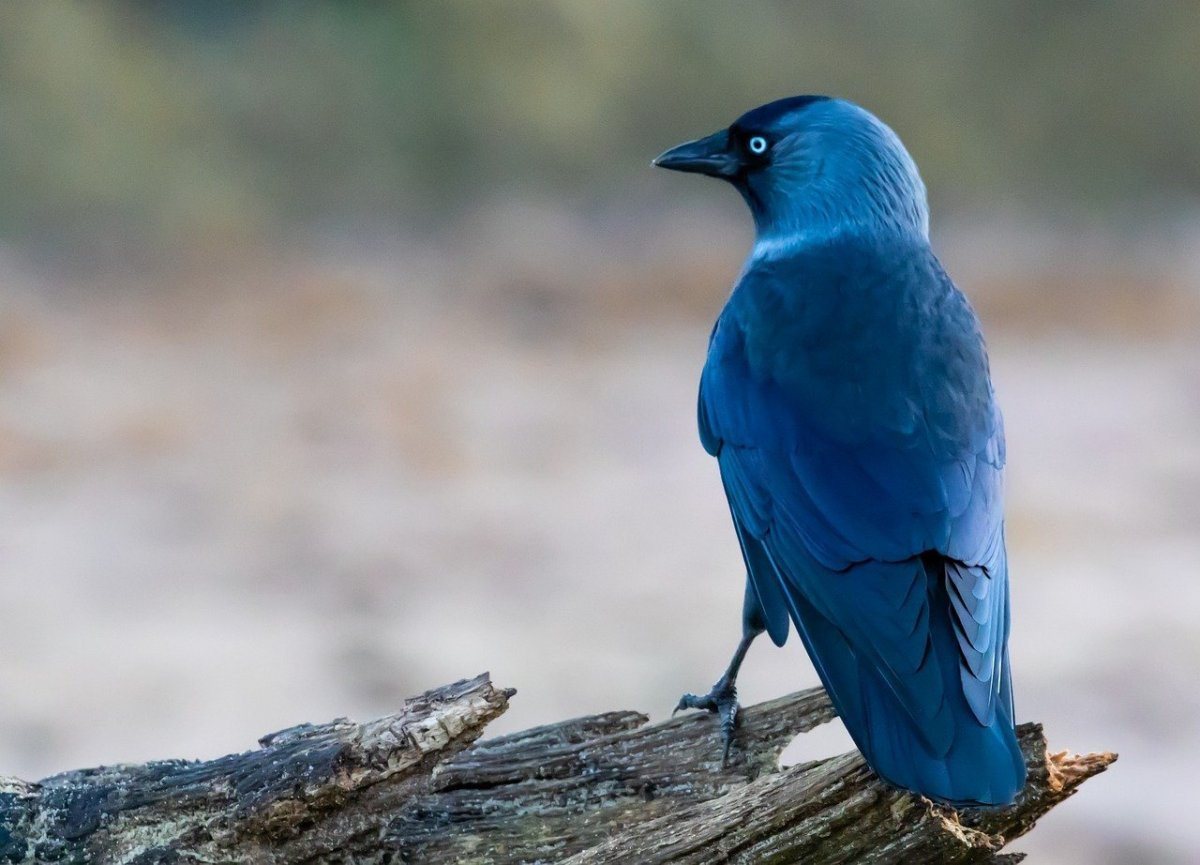 Синяя Галка птица (53 фото)