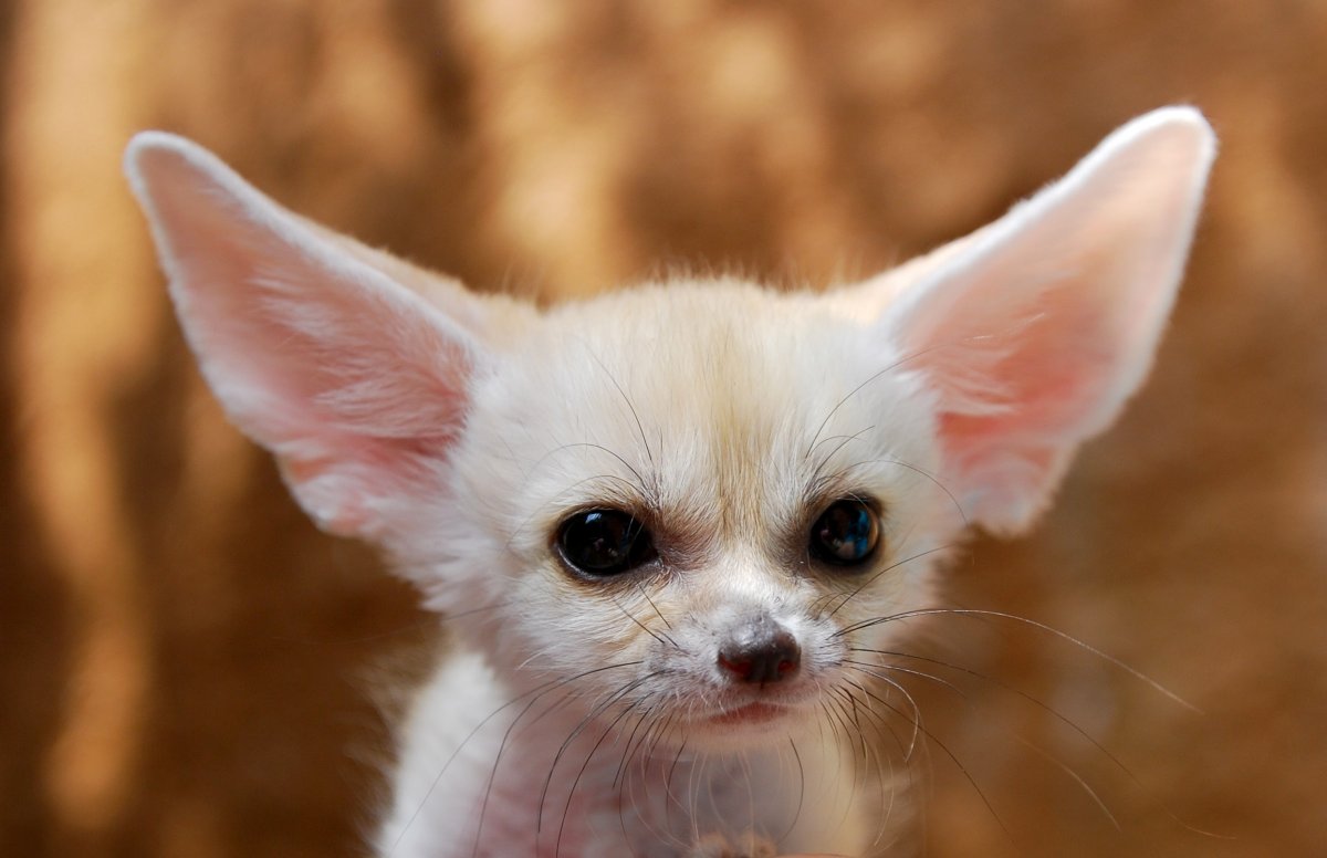 Чихуахуа с большими ушами (65 фото)