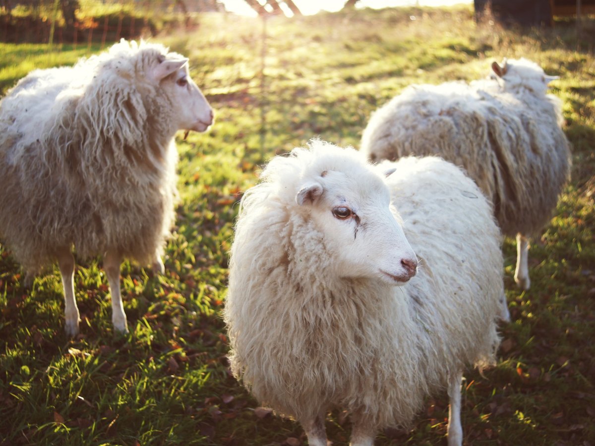 Подстриженная овца (56 фото)
