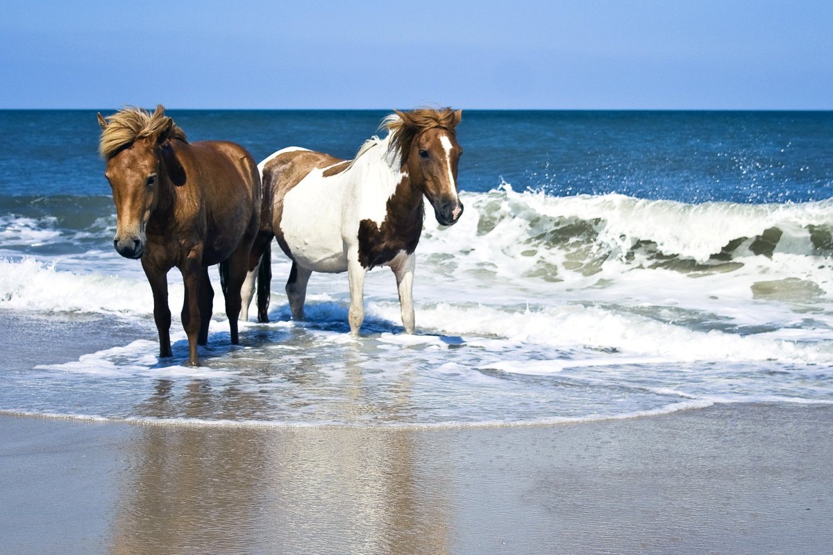 Лошадь на море (63 фото)