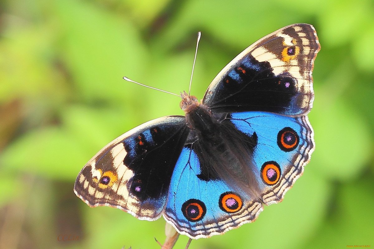 Окраска бабочек (61 фото)